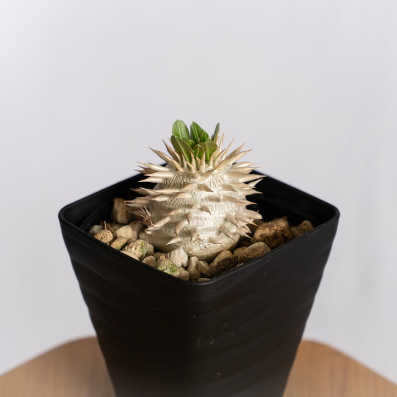 パキポディウム エブレネウム 実生 塊根植物 eburneum パキポディウム エブレネウム 実生 Pachypodium eburneum 塊根植物