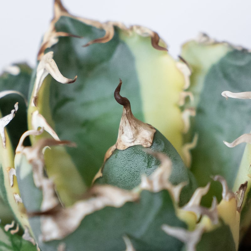 アガベ チタノタ 白鯨 白鯨錦 白覆輪 TC株 Agave titanota White W