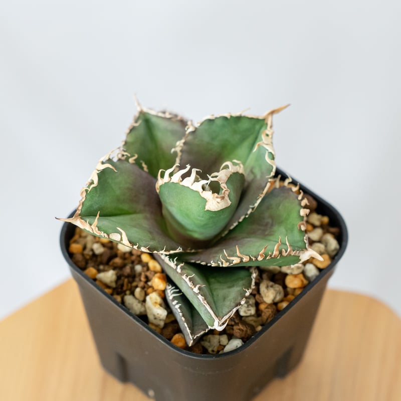 アガベ チタノタ 金剛 美株【発根管理中】TC株 Agave titanota