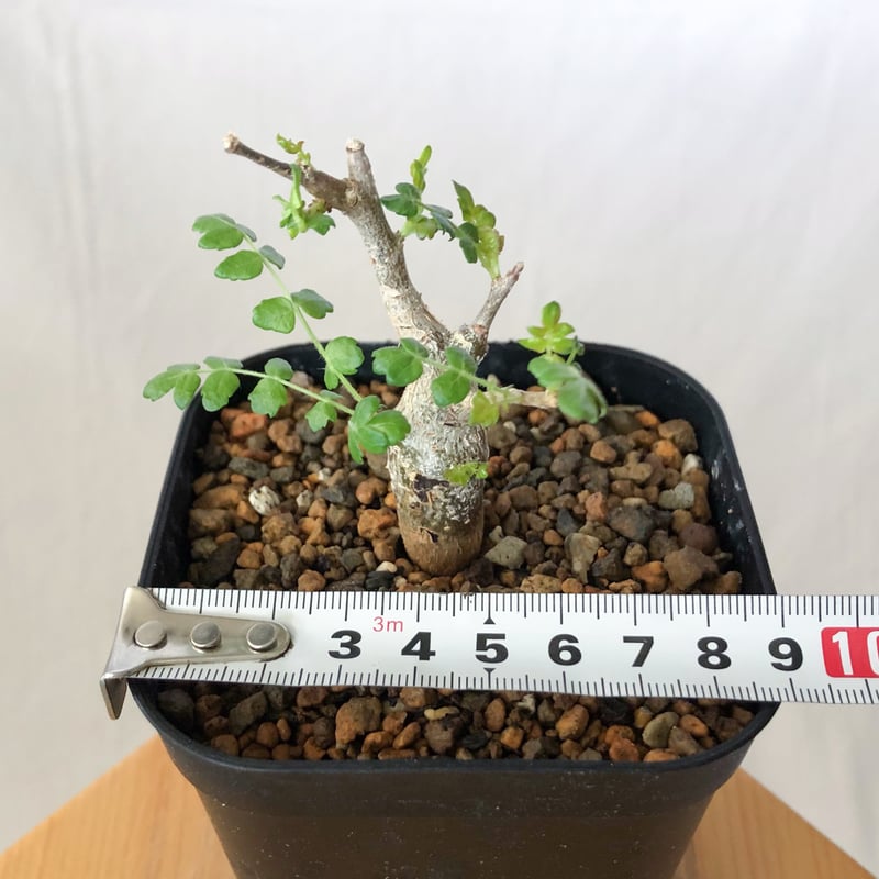 ボスウェリア ネグレクタ 実生 Boswellia neglecta 多肉植物 珍奇植物