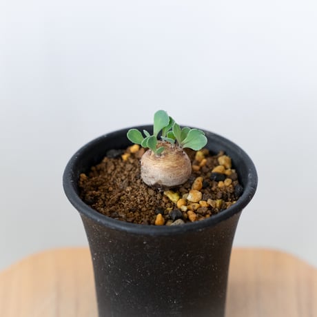 オトンナ カカリオイデス 美株 実生 Othonna cacalioides 塊根植物 コーデックス 冬型 多肉植物 珍奇植物 静岡 ANTIDOTE 通販 S923