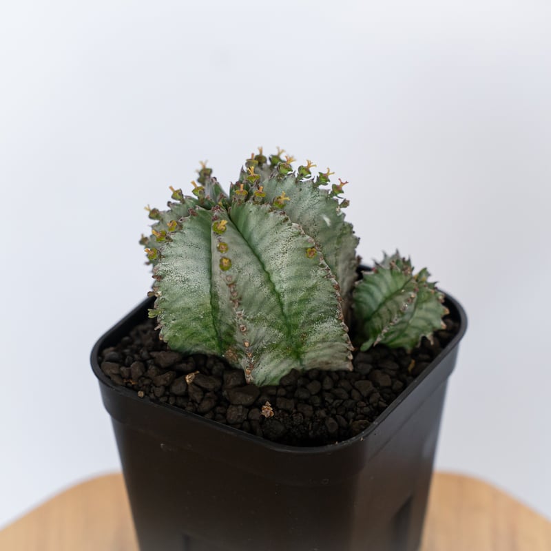 コレクション株　ユーフォルビア　ホリダ ユーフォルビア ホリダ 仔株付き Euphorbia horrida 多肉植物 珍奇植物