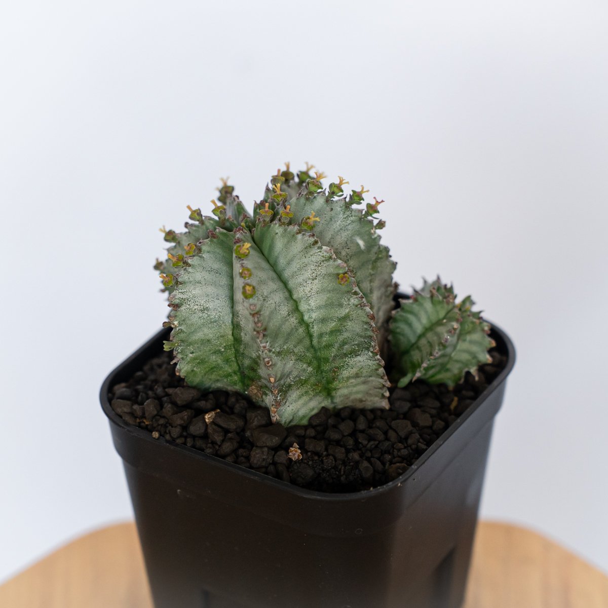 ユーフォルビア ホリダ 仔株付き Euphorbia horrida 多肉植物 珍奇植物
