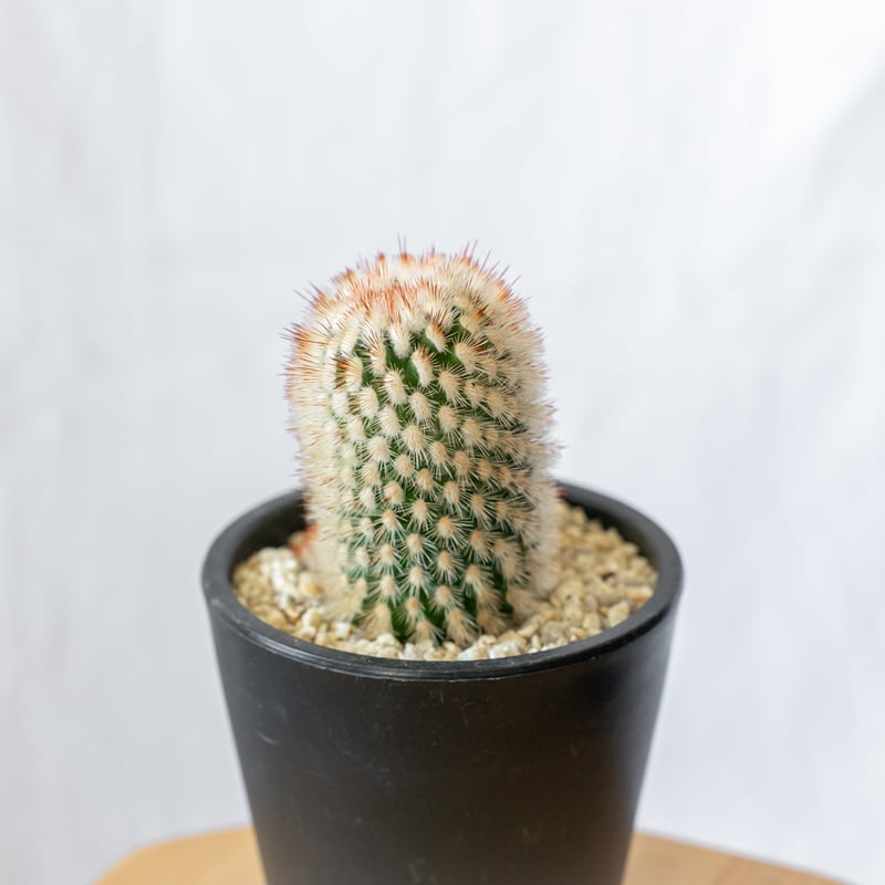 マミラリア 猩々丸 実生 Mammillaria spinosissima サボテン 多肉植物