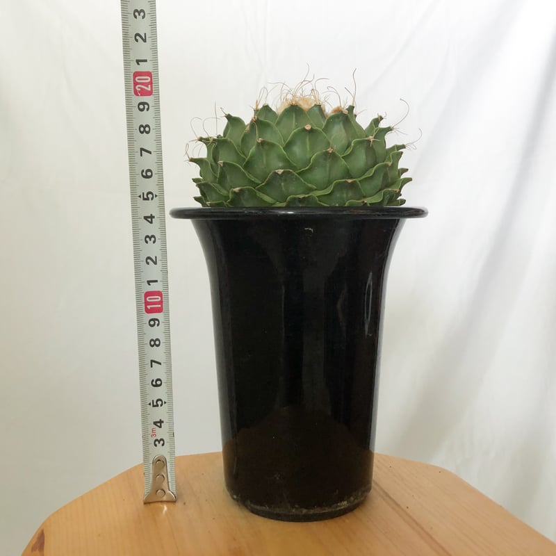 オブレゴニア デニグリー 帝冠 美株 Obregonia denegrii サボテン 多肉