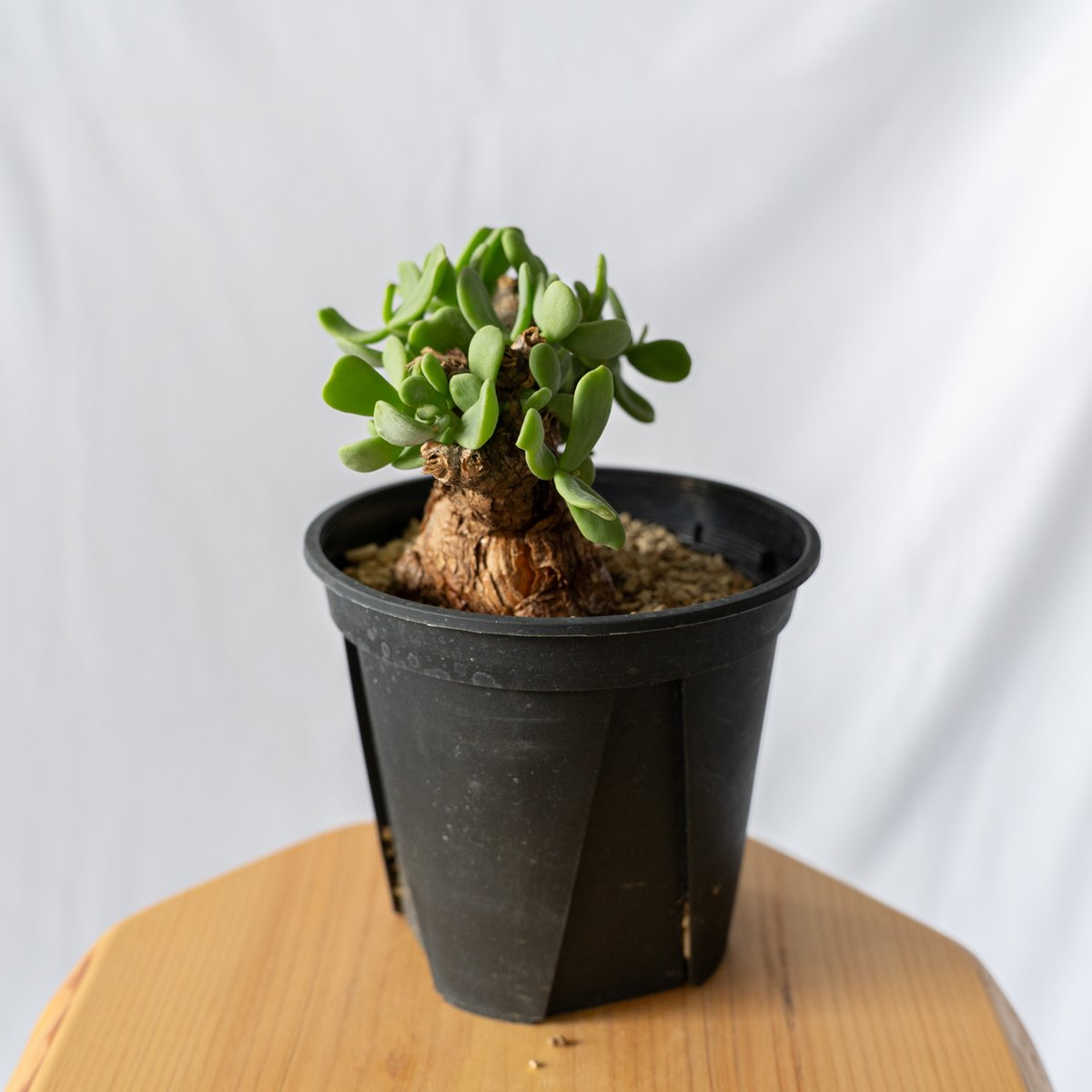 ケラリア ピグマエア Ceraria pygmaea 多肉植物 珍奇植物 静岡 ANTIDOT