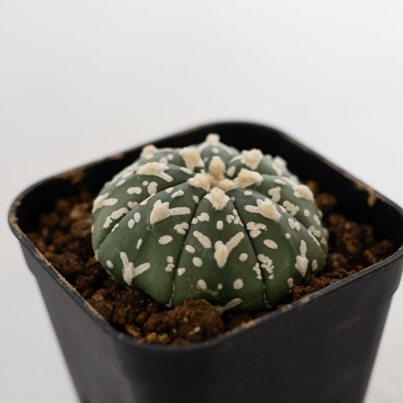 アストロフィツム スーパー兜 Vタイプ アロータイプ Astrophytum 多肉