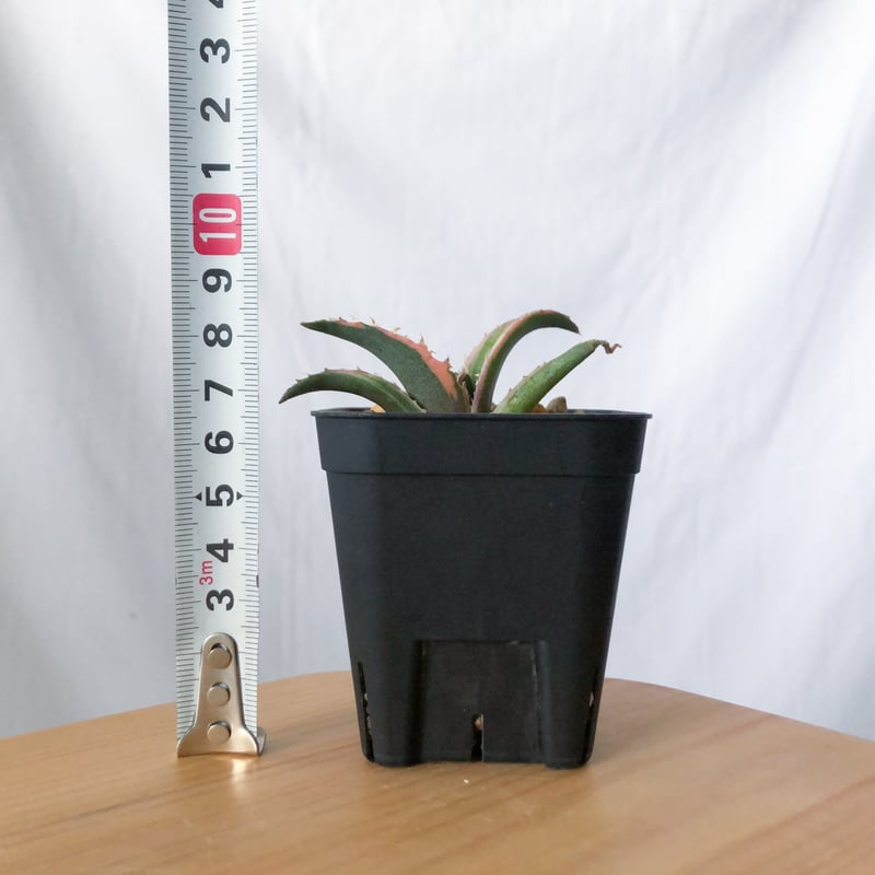 アガベ チタノタ 白鯨 白覆輪 TC株 白鯨錦 Agave titanota White Wh