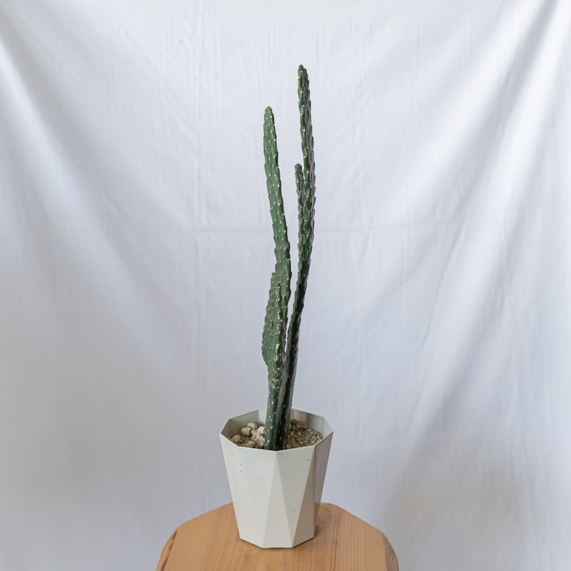 スミエボシ 墨烏帽子 Consolea rubescens ウチワサボテン