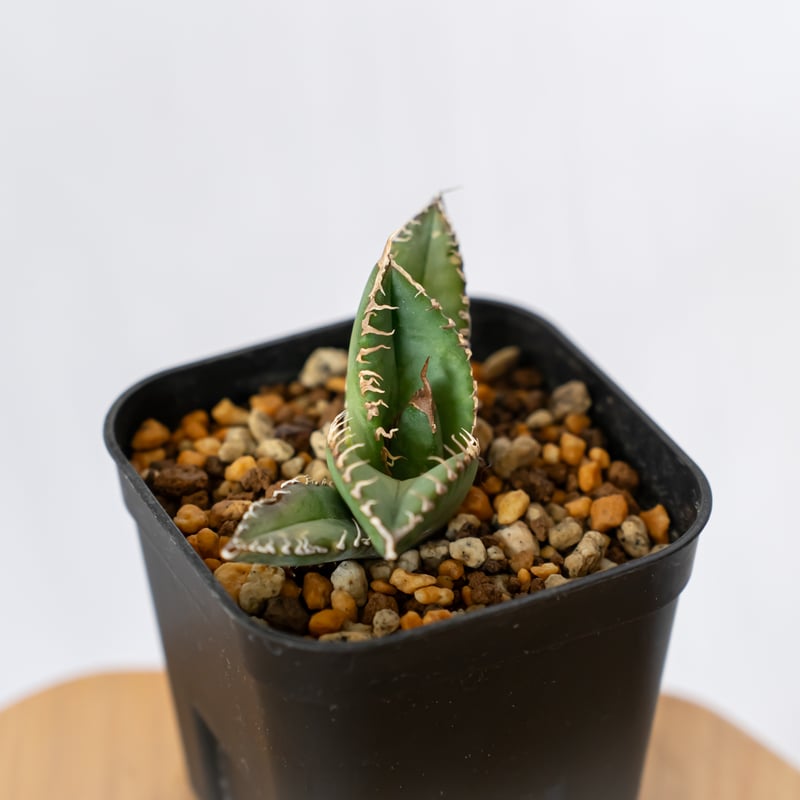 アガベ チタノタ 悪魔くん【発根管理中】TC株 Agave titanota