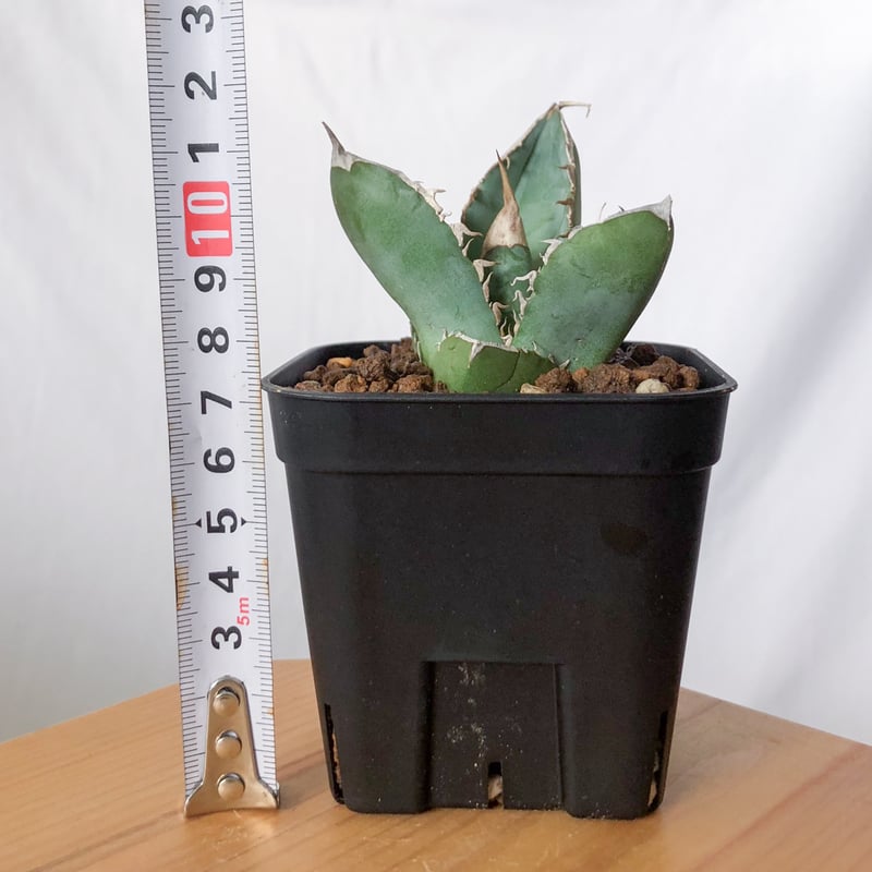 アガベ チタノタ 大白鯊 ホオジロザメ 【発根管理中】TC株 Agave