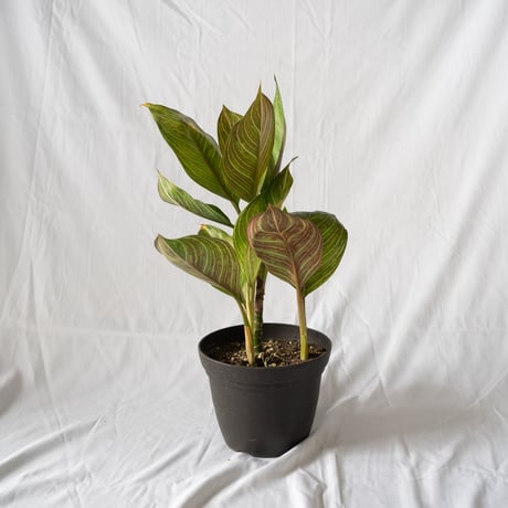 アグラオネマ レッドアーミー aglaonema 観葉植物 静岡 ANTIDOTE 通販 S４０