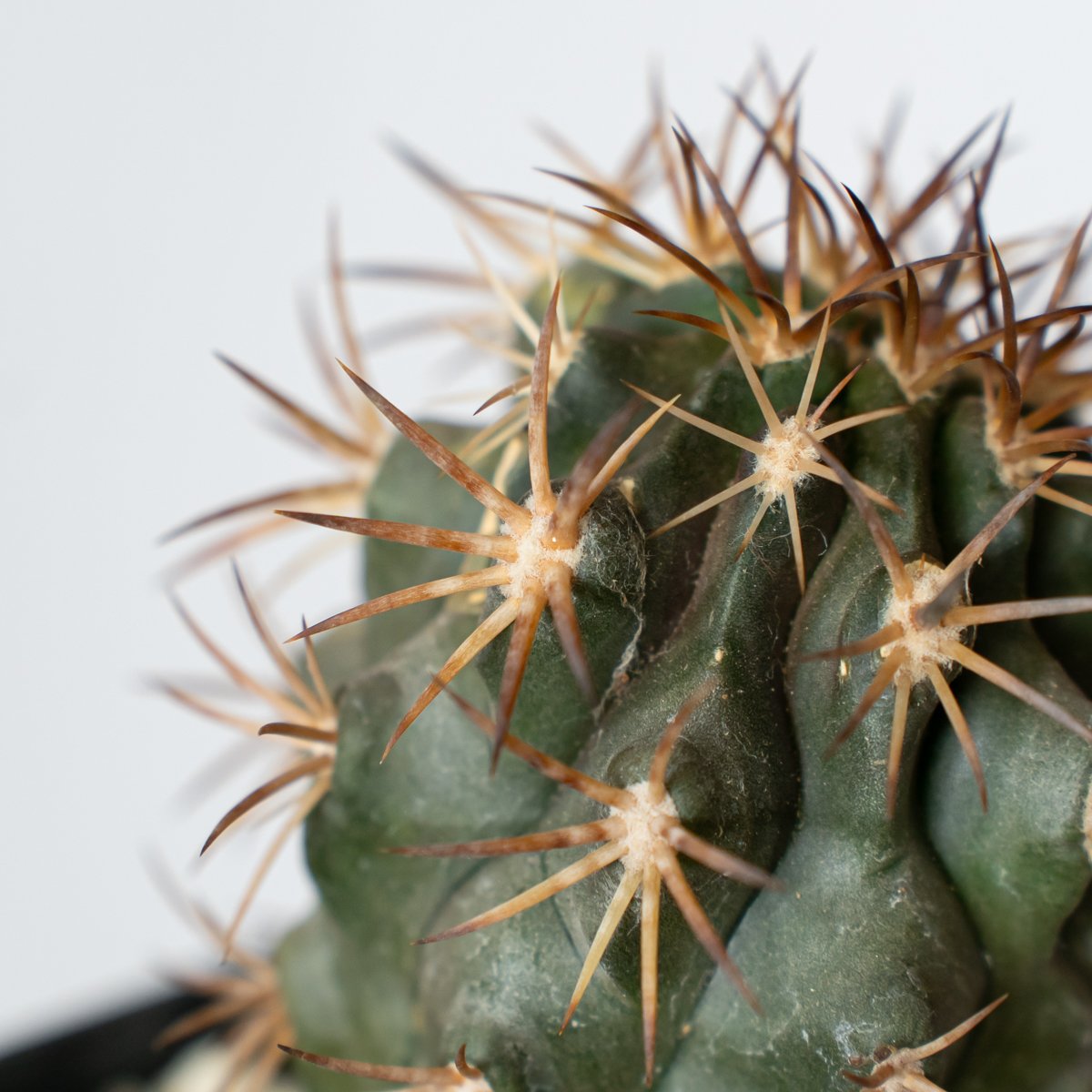 Copiapoa dura　コピアポア　デュラ　銅鑼丸　サボテン 実生 群生 コピアポア デュラ 銅鑼丸 実生 Copiapoa dura サボテン 多肉植物 珍奇