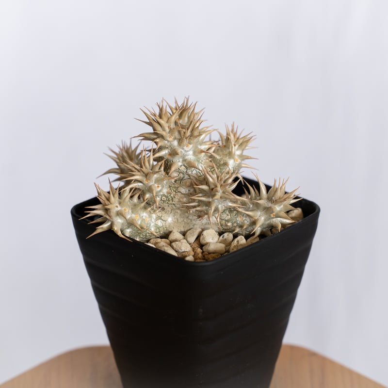 パキポディウム デンシフローラム 実生 シバ女王の玉櫛 Pachypodium