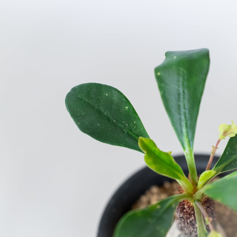 ユーフォルビア ラメナ 実生 Euphorbia ramena 多肉植物 珍奇植物 静岡