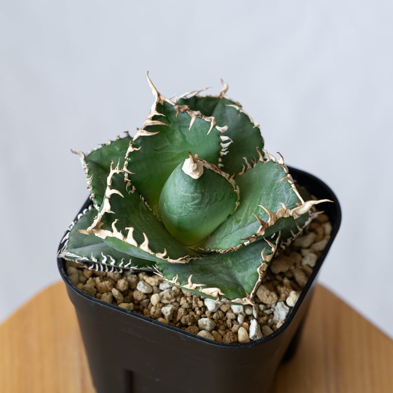 アガベ チタノタ 金剛 agave titanota adamantine