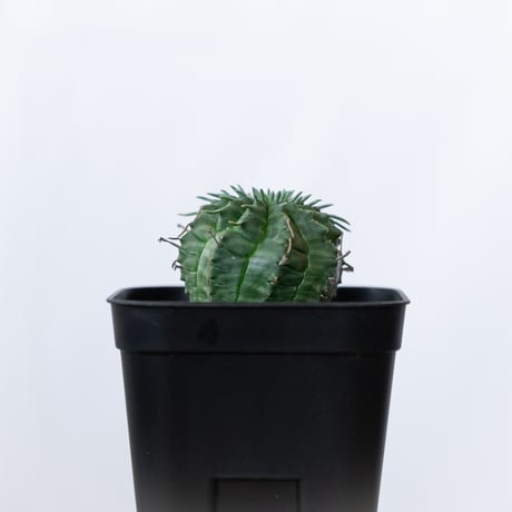 ユーフォルビア バリダ 実生 Euphorbia super valida 多肉植物 珍奇植物 ANTIDOTE 静岡 通販 S918