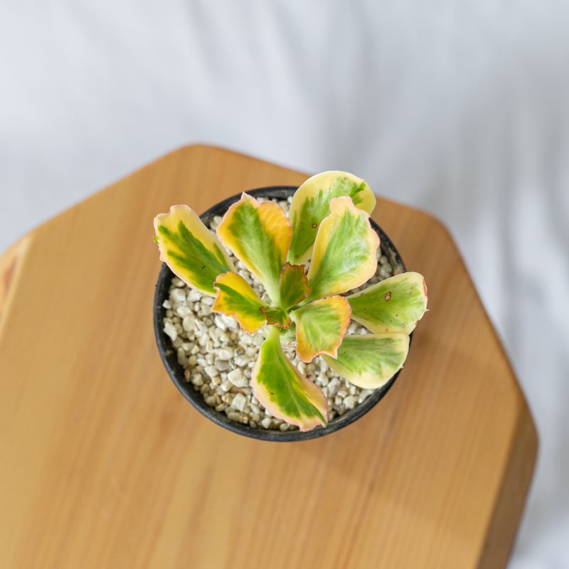 ユーフォルビア ポイゾニー錦 Euphorbia poissonii 多肉植物 ユーフォルビア ポイゾニー錦 Euphorbia poissonii 多肉植物