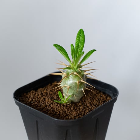 パキポディウム アンボンゲンセ 実生 Pachypodium ambongense 塊根植物 コーデックス 多肉植物 珍奇植物 静岡 ANTIDOTE 通販 S1437
