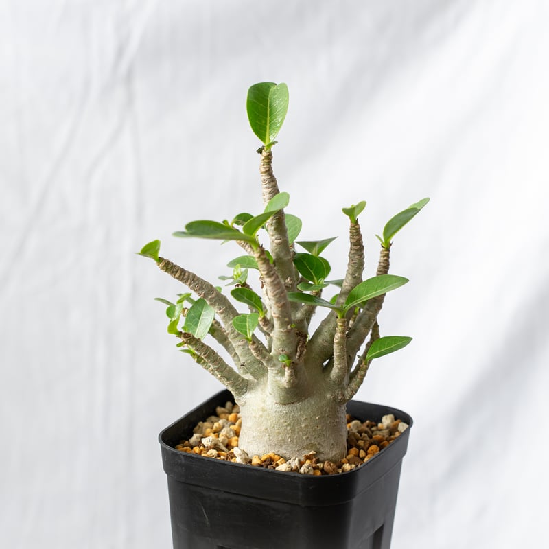 アデニウム　ブラックスキン　発根済み アデニウム アラビカム ブラックスキン【発根管理中】Adenium Arabicum