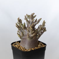 アデニウム アラビカム ブラックスキン Adenium Arabicum Black Skin 塊根植物 コーデックス 珍奇植物 多肉植物 静岡 ANTIDOTE 通販 S1355