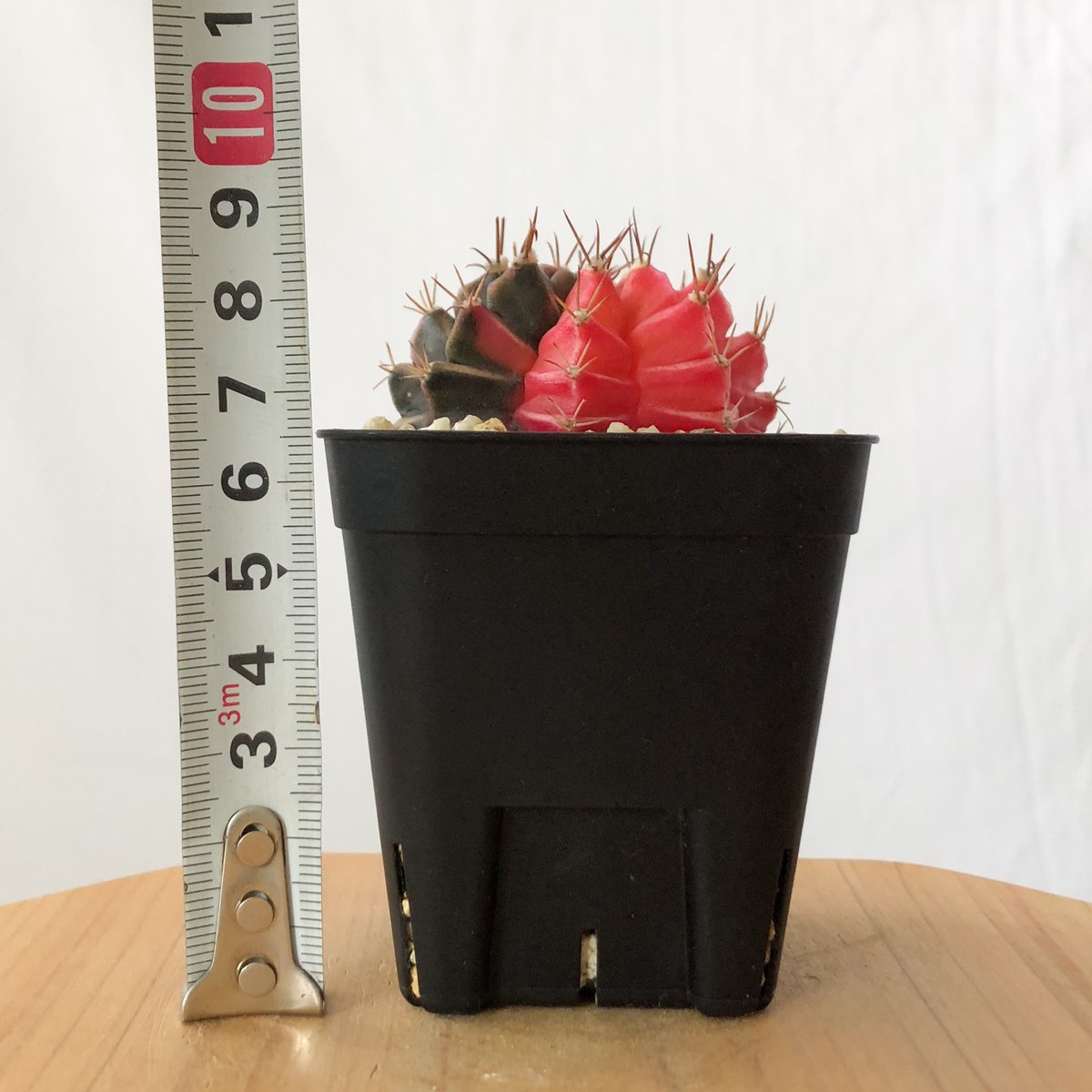 多肉植物　ギムノカリキウム　ミハノビッチ錦　発根済み ギムノカリキウム ミハノビッチ 実生【発根管理中】緋牡丹錦