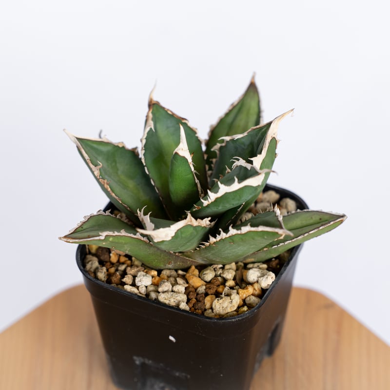 【コレクションOC株】アガベ　チタノタ　狼人 アガベ チタノタ 狼人 OC株 Agave titanota Werewolf 多肉植物 珍