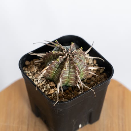 ユーフォルビア バリダ 実生 Euphorbia super valida 多肉植物 珍奇植物 ANTIDOTE 静岡 通販 S1229
