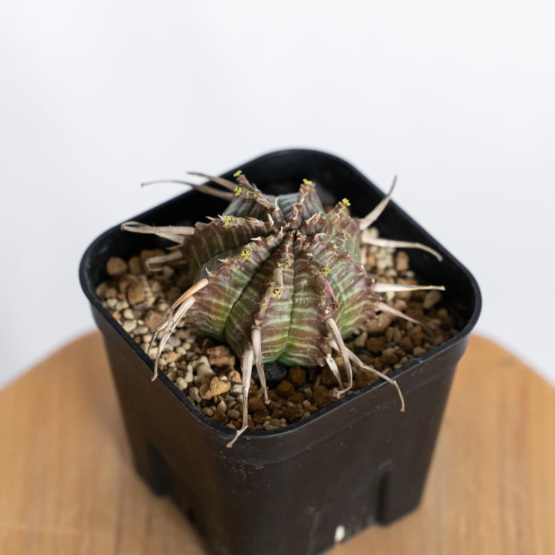 ユーフォルビア バリダ 実生 Euphorbia super valida 多肉植物 珍奇植物