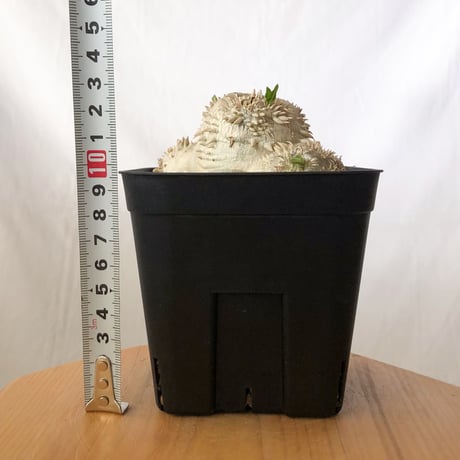 パキポディウム ブレビカウレ 恵比寿笑い 実生 Pachypodium brevicaule 塊根植物 コーデックス 多肉植物 珍奇植物 静岡 ANTIDOTE 通販 S1350