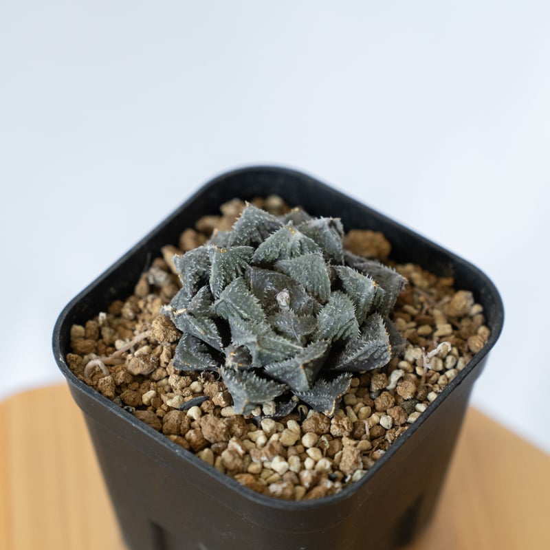 ハオルチア 魔剣 Haworthia maken 多肉植物 珍奇植物 静岡 ANTIDOTE