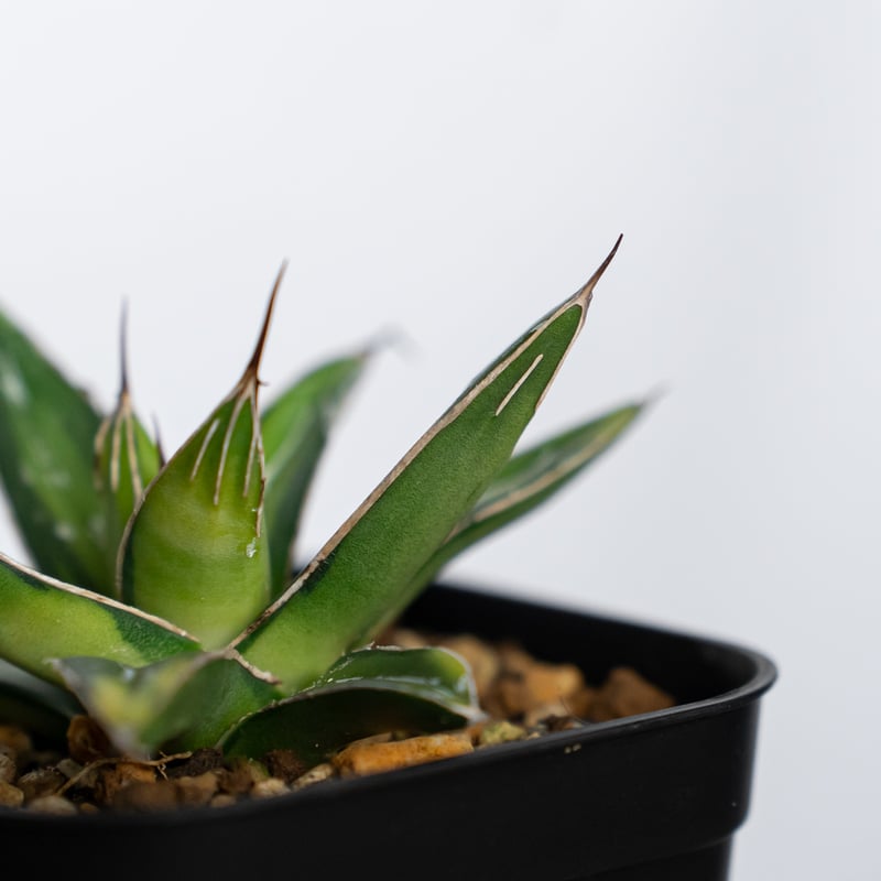 アガベ 笹の雪 サンキング OC株 Agave victoriae-reginae varie