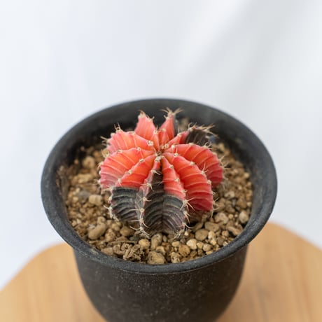 緋牡丹錦 | STORES 緋牡丹錦 | STORES
