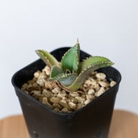 アストロフィツム 亀甲兜 Astrophytum 多肉植物 サボテン 珍奇植物