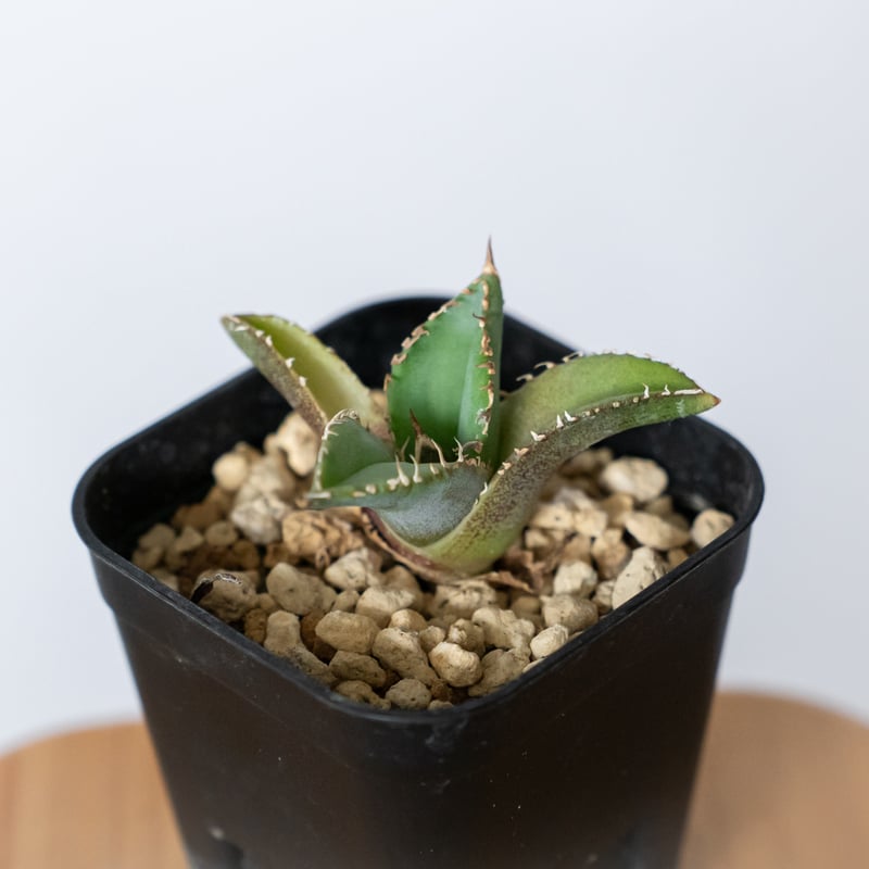 アガベ チタノタ 白豪刺 TC株 Agave titanota Byakugoshi 多肉