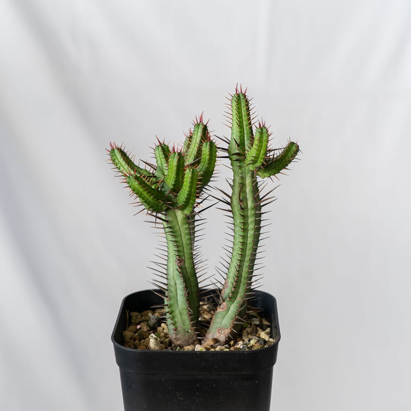 ユーフォルビア エノプラ Euphorbia enopla 紅彩閣 塊根植物 ユーフォルビア エノプラ Euphorbia enopla 紅彩閣 塊根植物