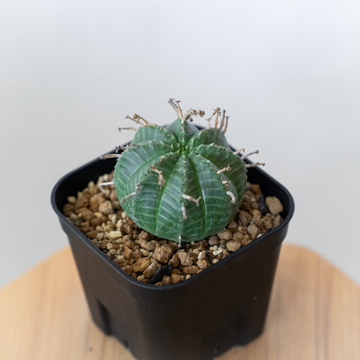 ユーフォルビア バリダ 実生 Euphorbia super valida 多肉植物 珍奇植物