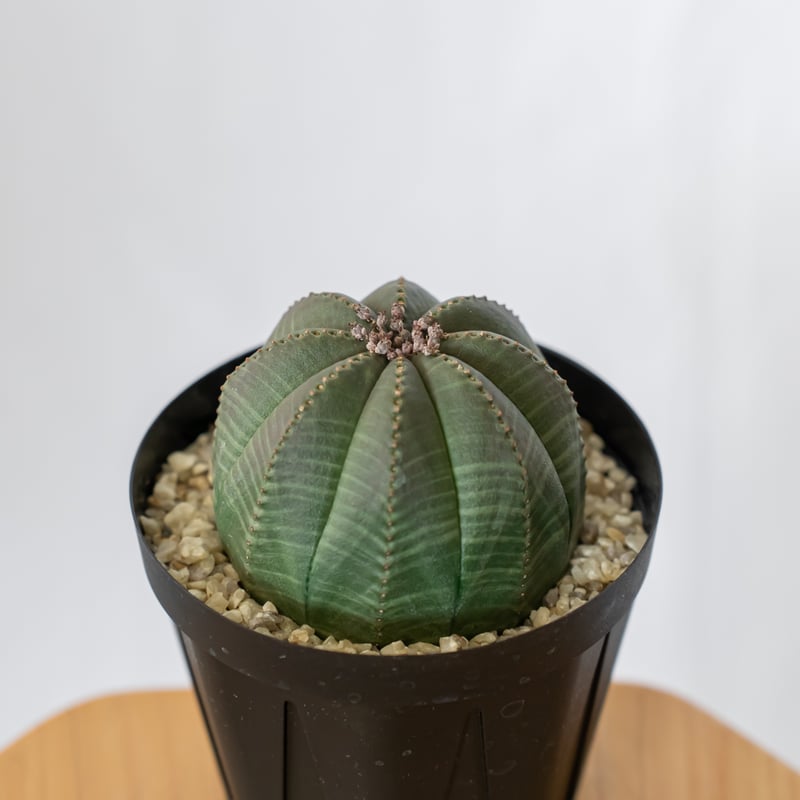 ユーフォルビア オベサ メス株 雌株 美株 Euphorbia obesa 多肉植物