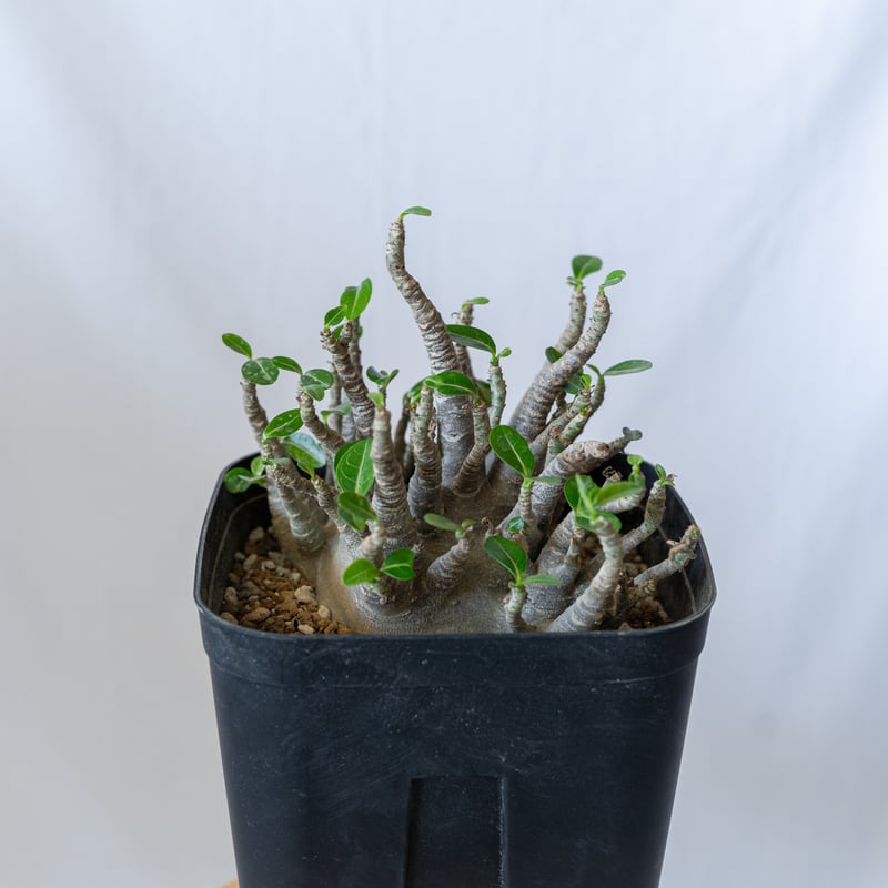 アデニウム ブラックスキン アラビカム 大株 Adenium Arabicum