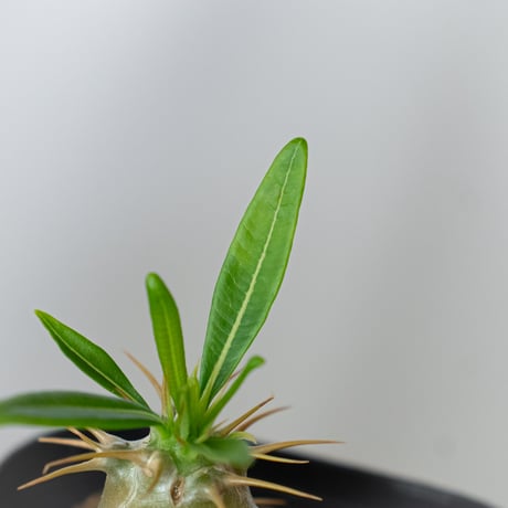 パキポディウム アンボンゲンセ 実生 Pachypodium ambongense 塊根植物 コーデックス 多肉植物 珍奇植物 静岡 ANTIDOTE 通販 S1451