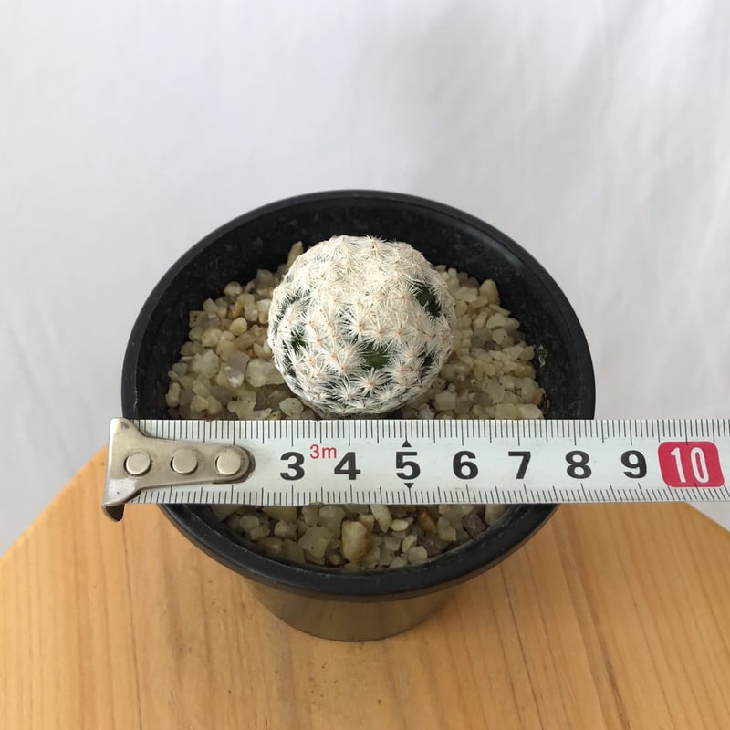 マミラリア 白鳥 大文字 カキ仔 Mammillaria herrerae サボテン 多肉