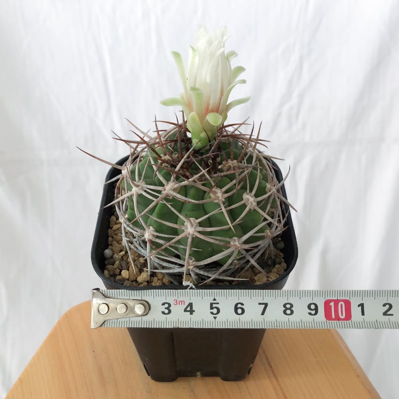 ギムノカリキウム フェロシオール 実生 Gymnocalycium hybopleurum v