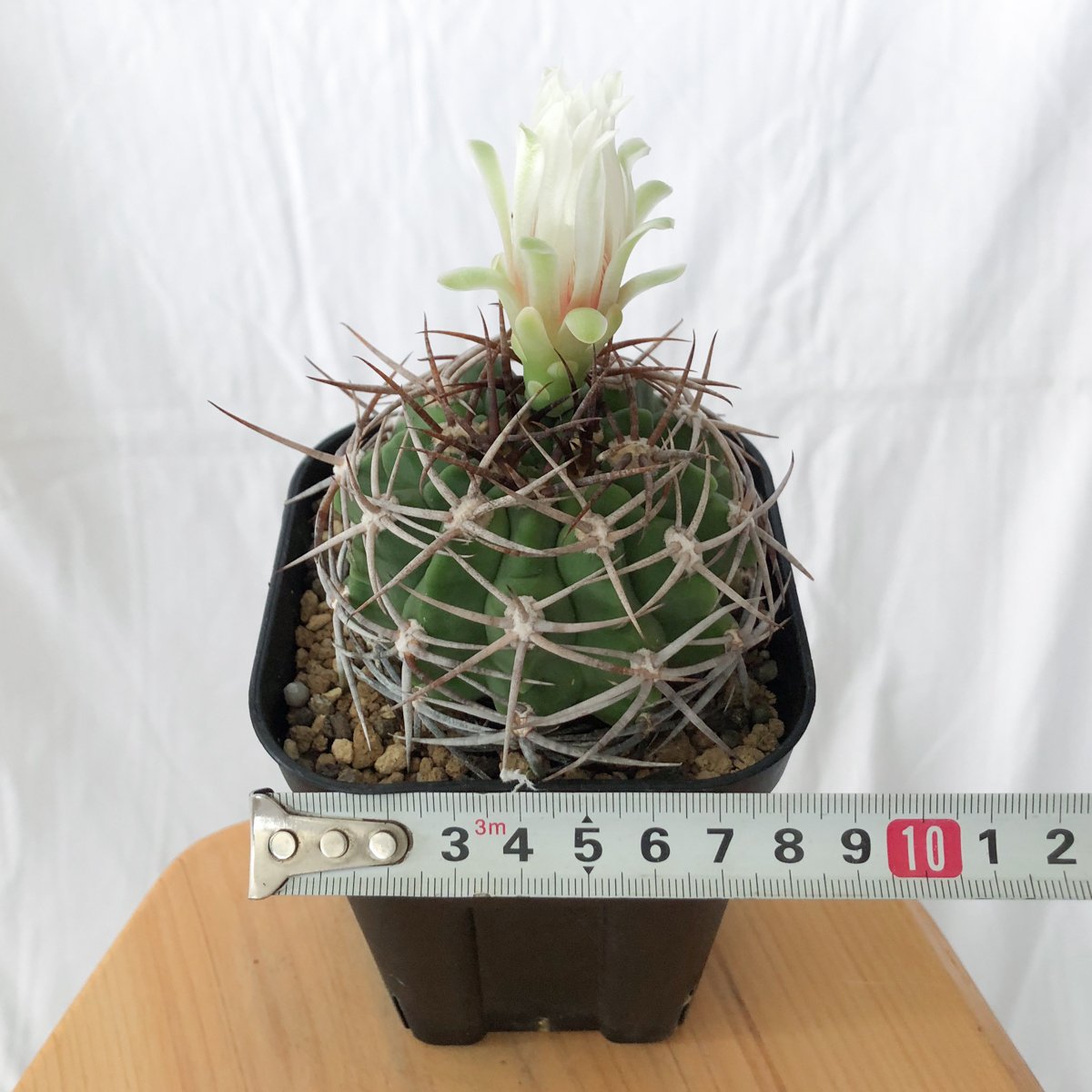 実生選抜 フェロシオール 2株 サボテン ギムノカリキウム フェロシオール 実生 Gymnocalycium hybopleurum v