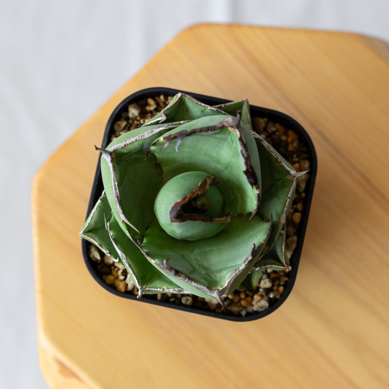 アガベ チタノタ 純血ジャガーノート OC株 Agave titanota Juggernau