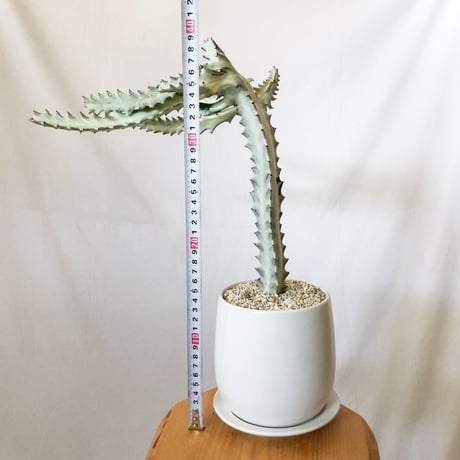 ユーフォルビア ホワイトゴースト 鉢セット Euphorbia lactea White Ghost 多肉植物 観葉植物 珍奇植物 静岡 ANTIDOTE 通販 S1119