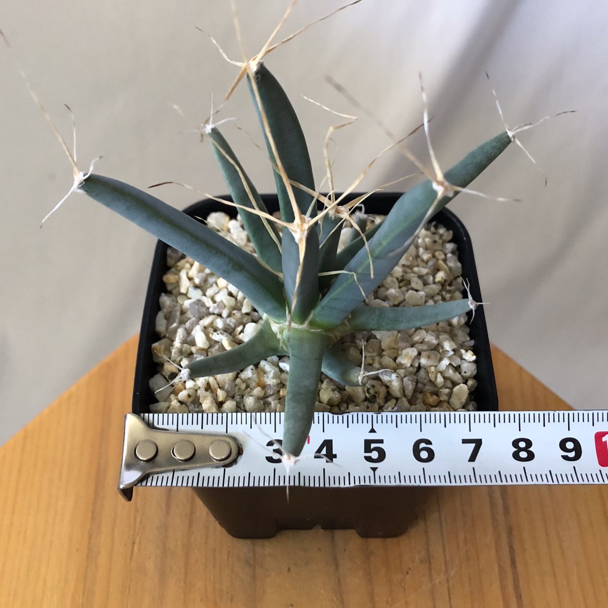 レウクテンベルギア 晃山 Leuchtenbergia principis サボテン 多肉植物