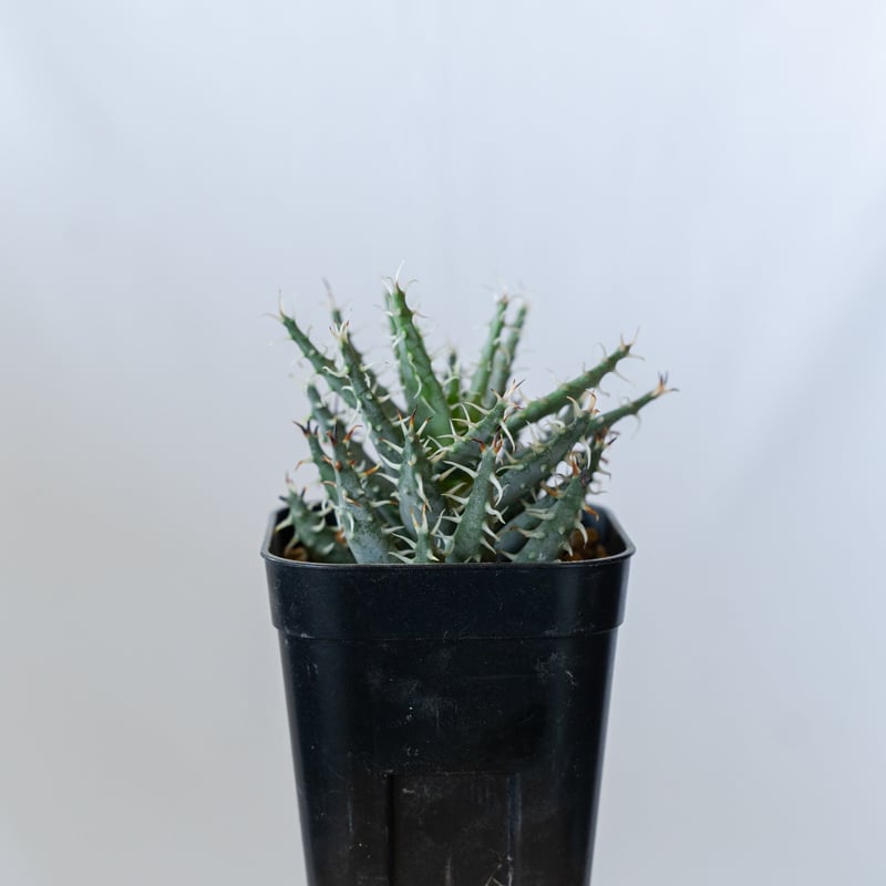 アロエ エリナケア Aloe melanacantha v. erinacea 多肉植物 珍奇