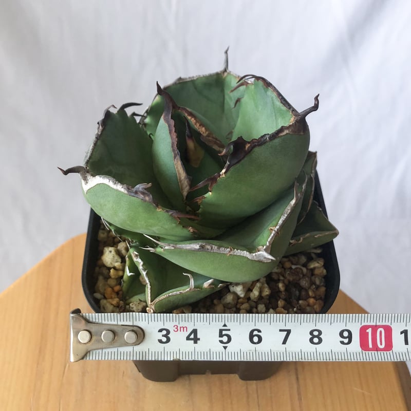 アガベ チタノタ 純血ジャガーノート OC株 Agave titanota Juggernau