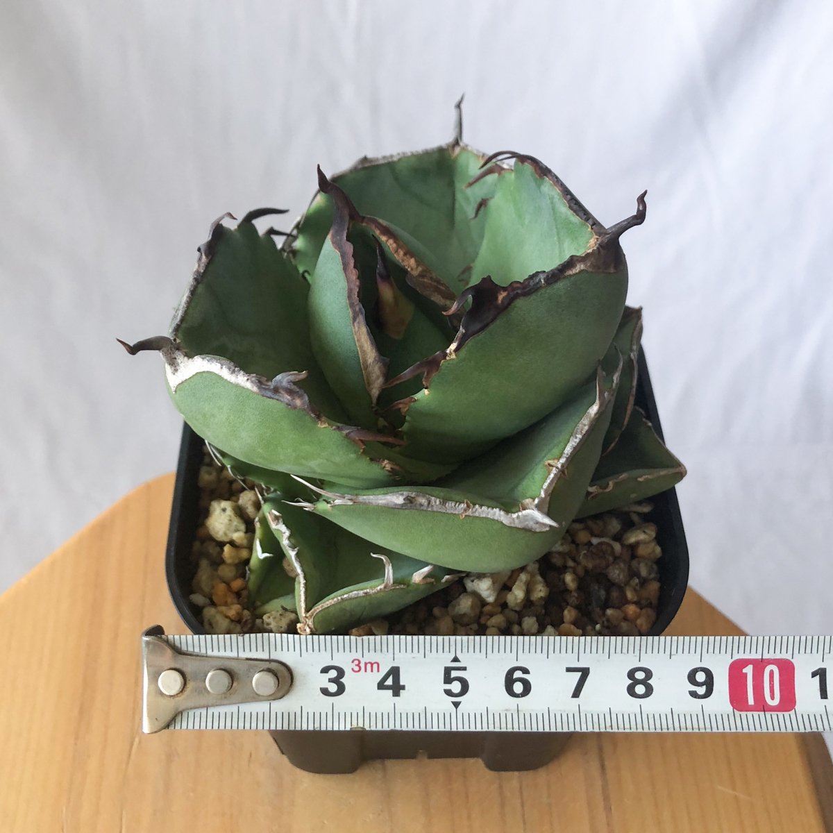 アガベ チタノタ 純血ジャガーノート OC株 Agave titanota Juggernau