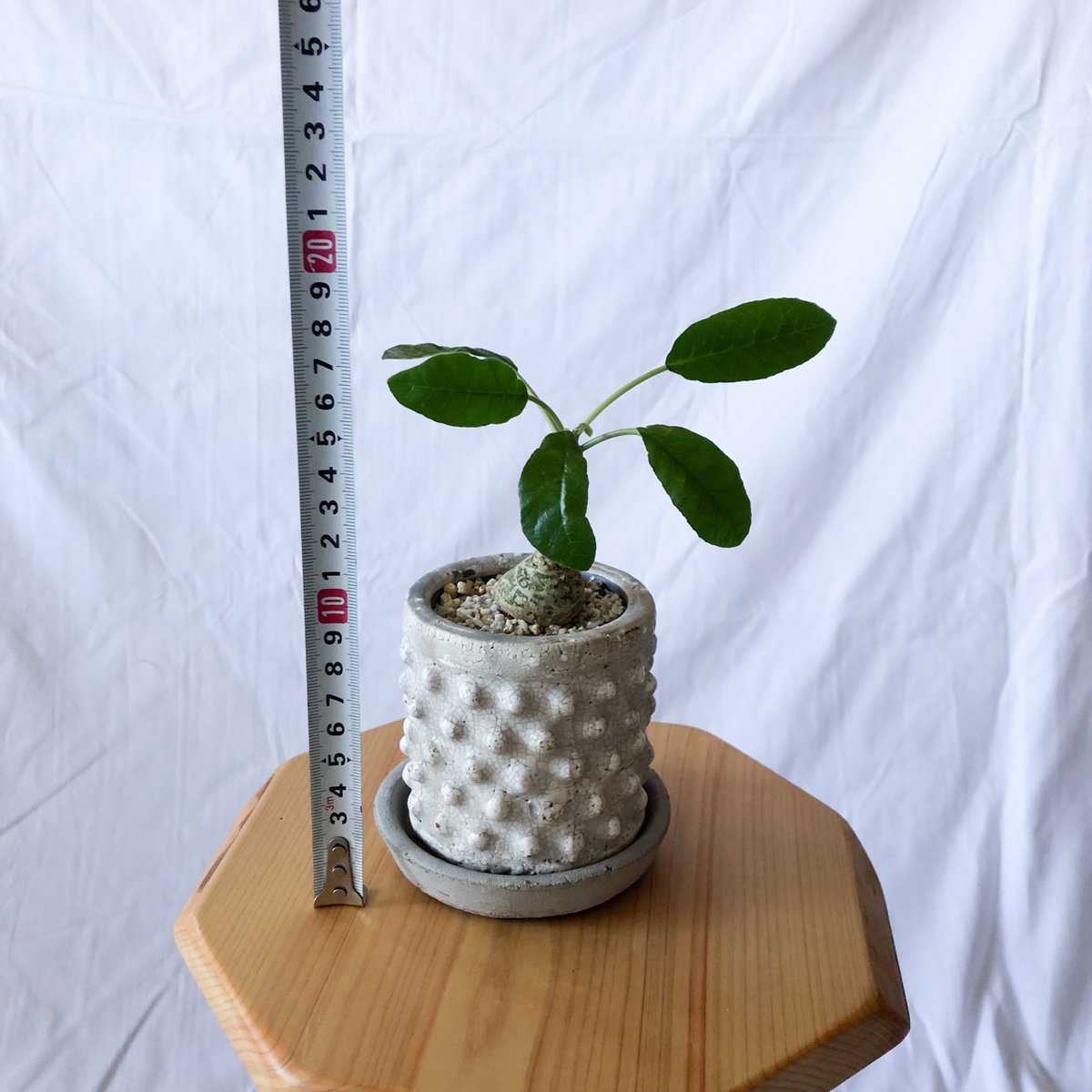 ドルステニア フォエチダ Dorstenia 塊根植物 コーデックス 珍奇植物